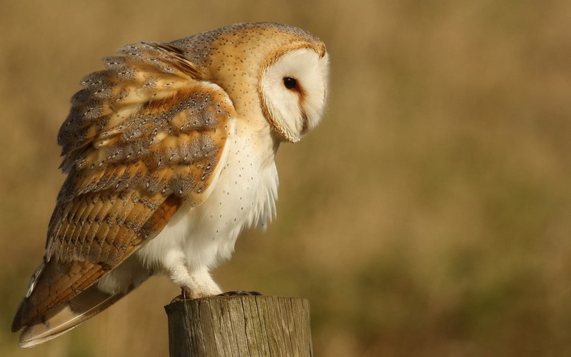 no people, nature, animal wildlife, vertebrate, focus on foreground, day, perching, animal themes, owl, tree, bird, 720P, animal, post, bird of prey, wood - material