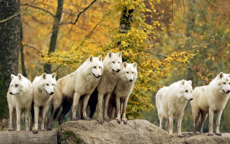 hunting, white, standing, pets, land, no People, group Of Animals, plant, family, purebred Dog, wolves, trees, flock, two Animals, animal Themes, tree