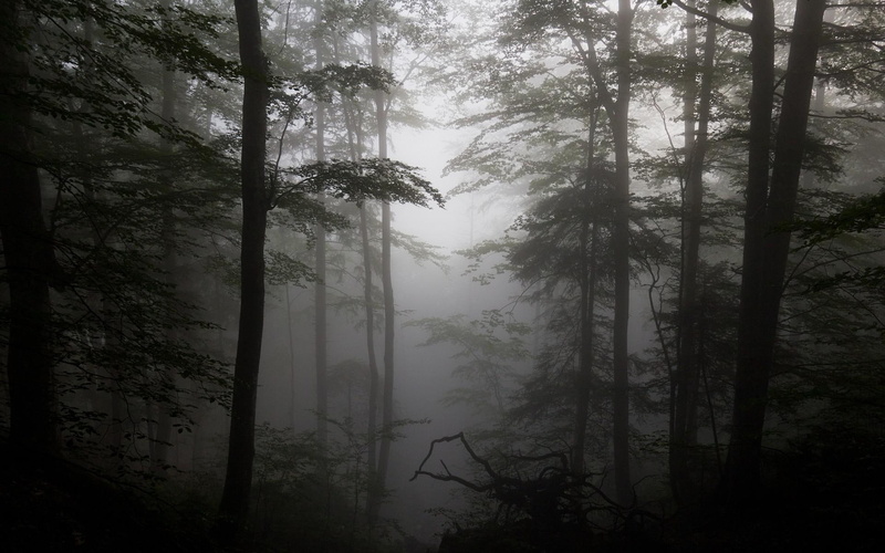 silhouettes, driftwood, fog, photos, forest, trees, 1080P