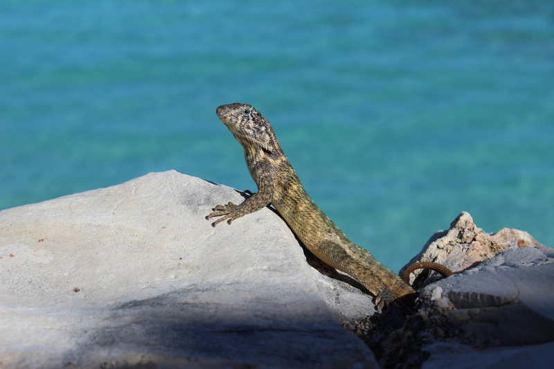 vertebrate, no people, animals in the wild, lake, animal, animals, reptile, rock, driftwood, sunlight, iguana, 5K, water, one animal, rock - object, day
