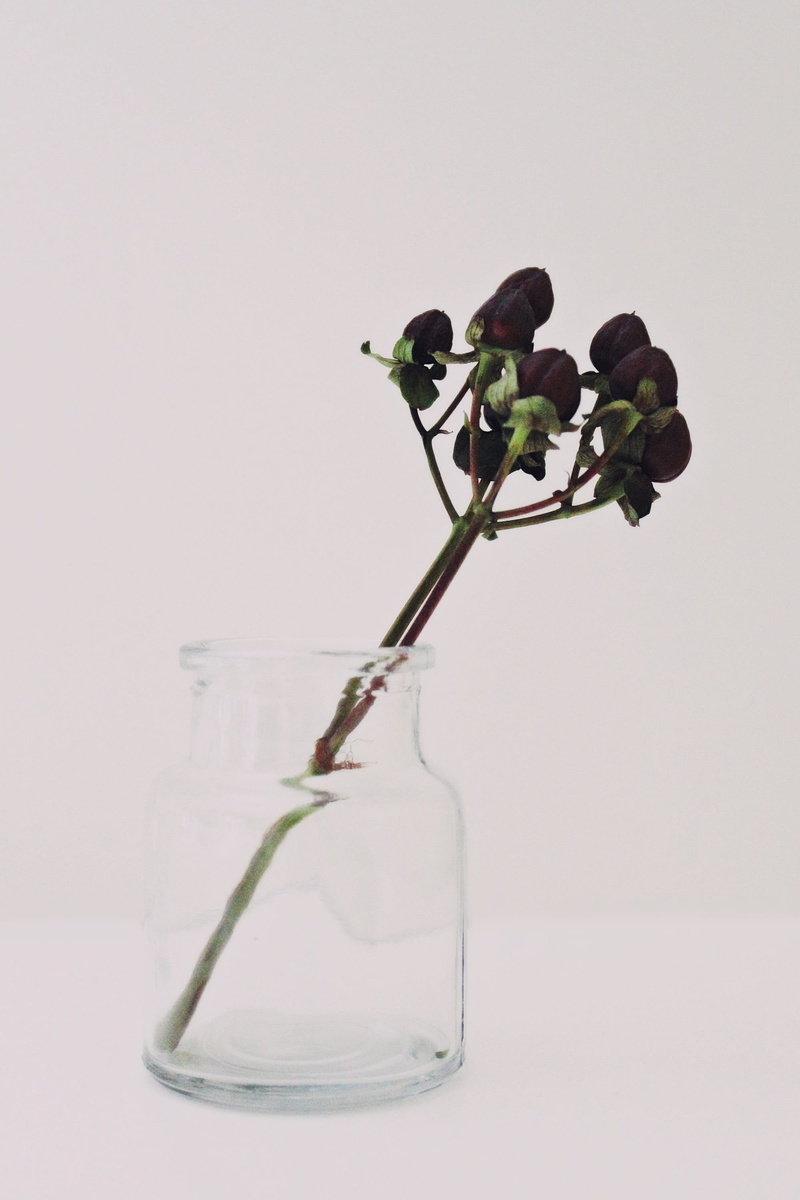 glass - material, day, container, growth, Cork, still life, green color, studio shot, decoration, clear, plant stem, translucent, leaf, glass, bottle, canning