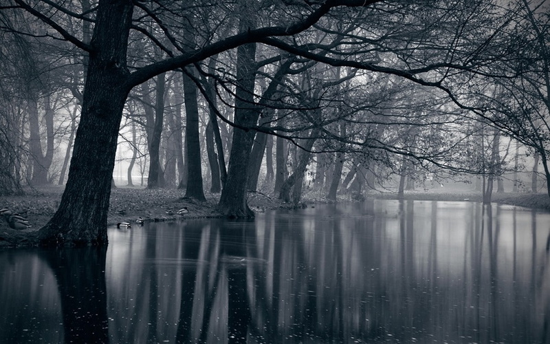outdoors, nature, tree trunk, tranquility, tranquil scene, reflection lake, plant, mist, trunk, non-urban scene, woodland, scenics - nature, park, landscape