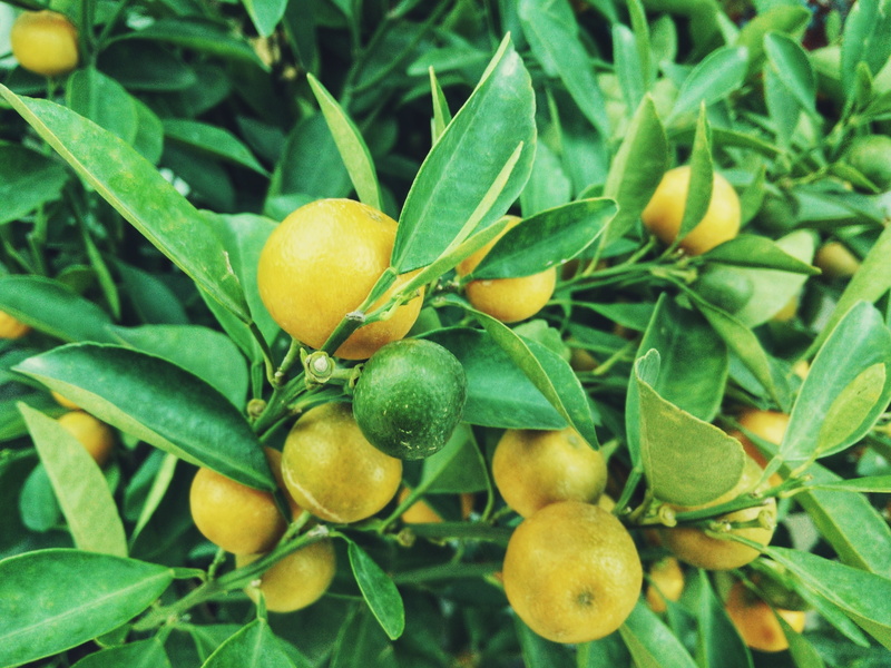 vitamin, juicy, mediterranean, healthy eating, lime, wellbeing, close-up, fruit tree, leaf, 4K, no people, freshness, fruit, day, yellow, tree, agriculture