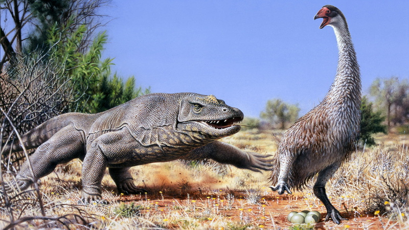 1080P, group of animals, plant, animal wildlife, komoroski Varan, animal body part, outdoors, monitor, two animals, Varanus komodoensis, animals in the wild