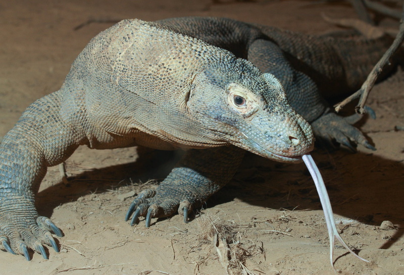 1080P, Reptiles, Komodo Dragon