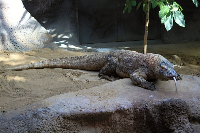 animals in captivity, 4K, rock, prague, relaxation, no people, animals in the wild, nature, brown, one animal, day, dragon, Reptile, zoo, outdoors, vertebrate