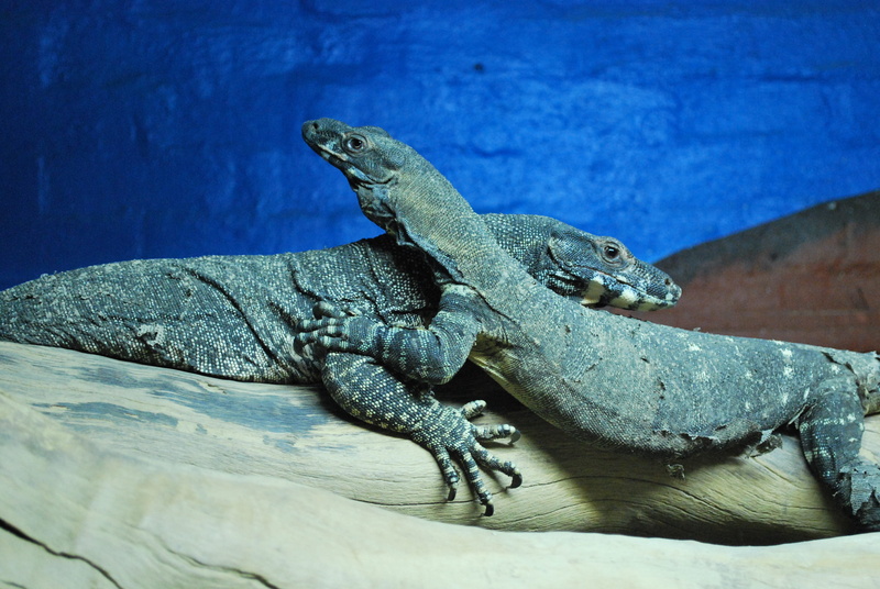 monitor lizard, iguana, animals in captivity, geckos, outdoors, day, komodo, two, dragons, animals in the wild, close-up, animal scale, 4K, vertebrate