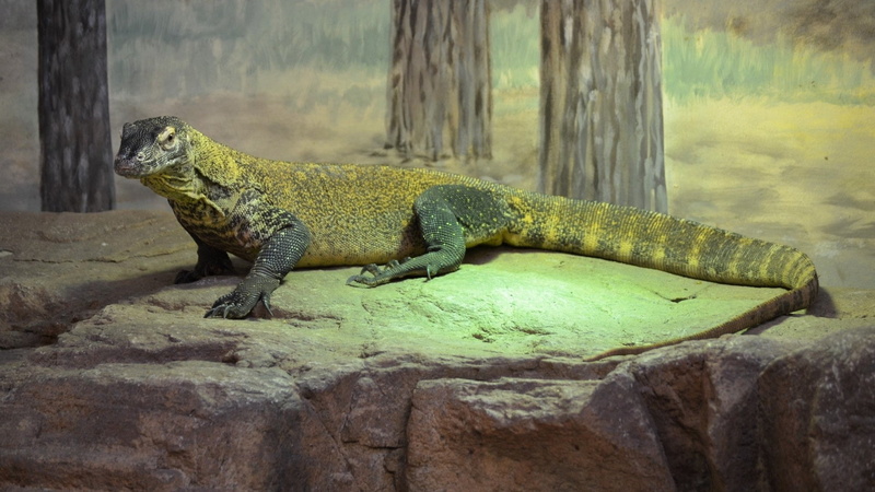 rock, reptile, outdoors, Komodo Dragon, tree, zoo, animals in captivity, one animal, solid, side view, mouth open, Reptiles, no people, Lizard, animal wildlife