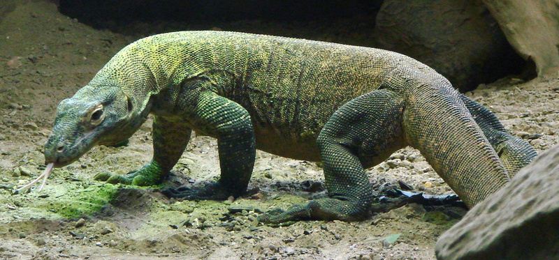 reptil, komodo, 1080P, dragon