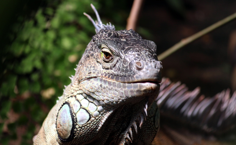 terrarium, headshot, insect eater, exotic, nature, dry, gray, iguana, scale, scaly, watch, monitor, animal body part, animal head, 4K, terraristik, animal themes