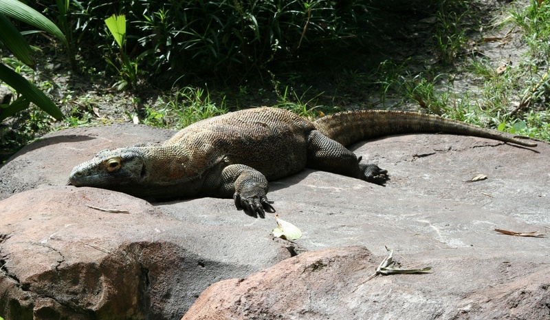 iguana, carnivore, marine, animals in the wild, plant, endangered, wild, outdoors, komodo dragon, nature, gray, 2K, animal, no people, zoo, animal wildlife