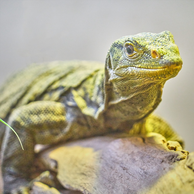no people, animal themes, looking, close-up, branch, yellow, animal, animal scale, green, selective, daytime, 4K, lizard, tree, vertebrate, animal body part