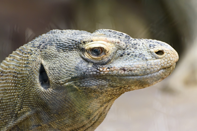 reptile, day, iguana, nature, Reptiles, Zoo, vertebrate, no people, one animal, animal wildlife, Komodo Dragon, outdoors, animal head, profile view, animal