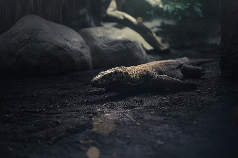 Stones, rocks, komodo dragon, 480P, reptiles, animals, sand