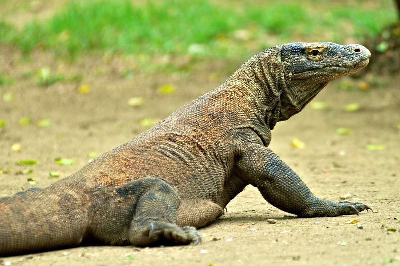 animals in the wild, lizard, 720P, one animal, animal wildlife, land, side view, day, iguana, komodo dragon, outdoors, close-up, selective focus, animal themes