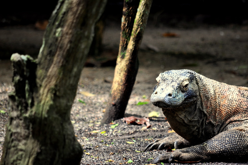 no people, dangerous, animal body part, dragon, indonesia, iguana, reptile, komodo, 4K, giant, focus on foreground, one animal, lizard, land, animal themes