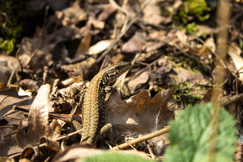 dry, plant part, land, cute, africa, plant, field, snake, constrictor, exotic, close-up, yellow, outdoors, no people, animal themes, tropical house, zoo