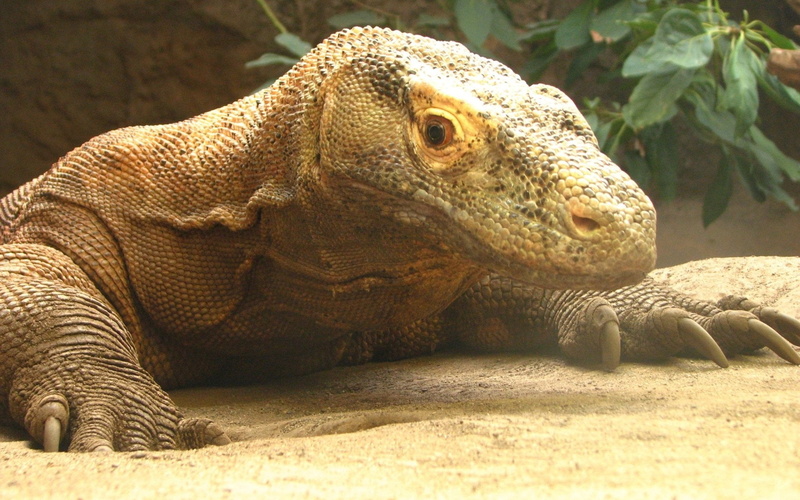 iguana, animal head, animal themes, nature, marine, animal body part, one animal, sunlight, portrait, animals in the wild, day, vertebrate, animal scale
