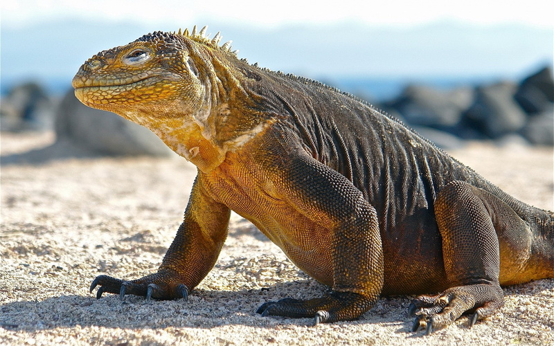 beach, animals, dragons, lizards, komodo, 1080P