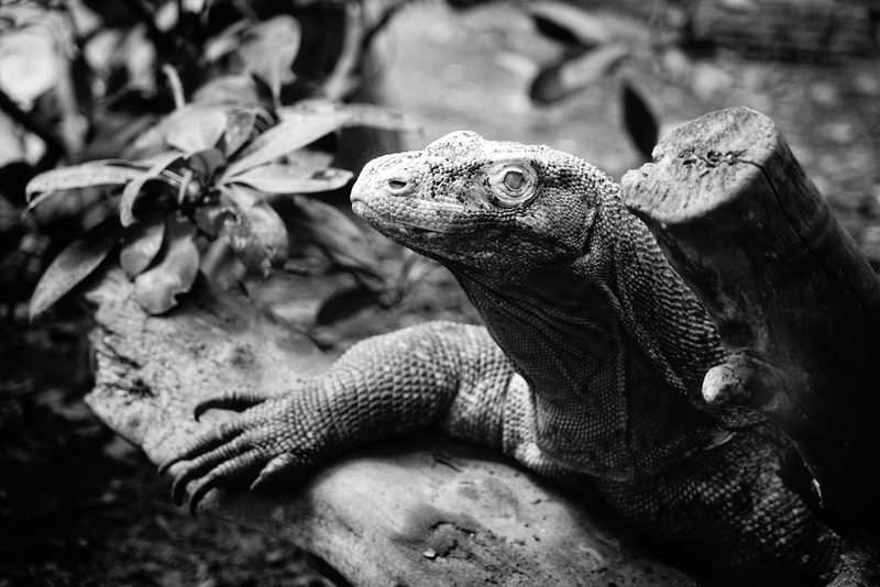 animal themes, animal, animal scale, vertebrate, iguana, lizard, plant, day, one animal, animal wildlife, focus on foreground, close-up, komodo, looking