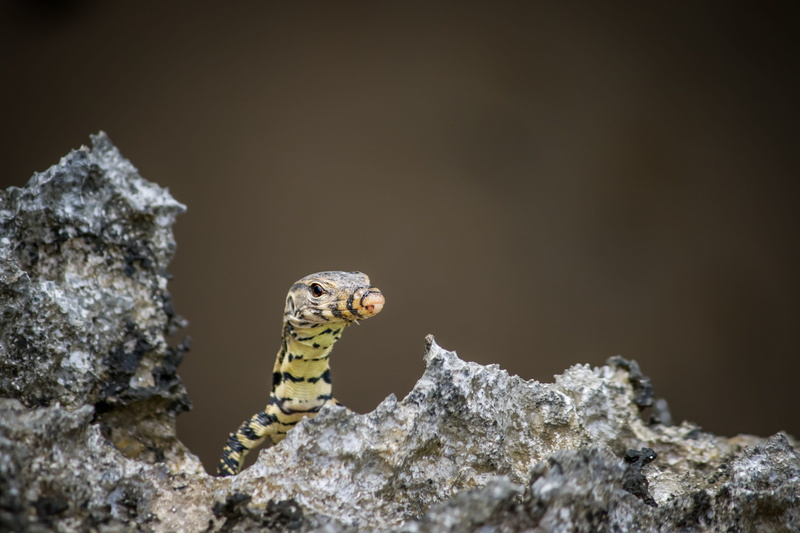 rock - object, animal themes, striped, lizard, 4K, small dragon, day, one animal, komodo dragon, yellow, brown, nature, vertebrate, no people, bali, close-up