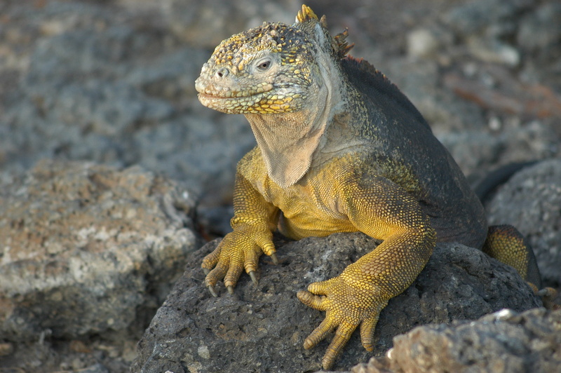 iguana, alertness, solid, day, view, one animal, ecuador, vertebrate, reptile, komodo, island, animals in the wild, no people, dragon, focus on foreground
