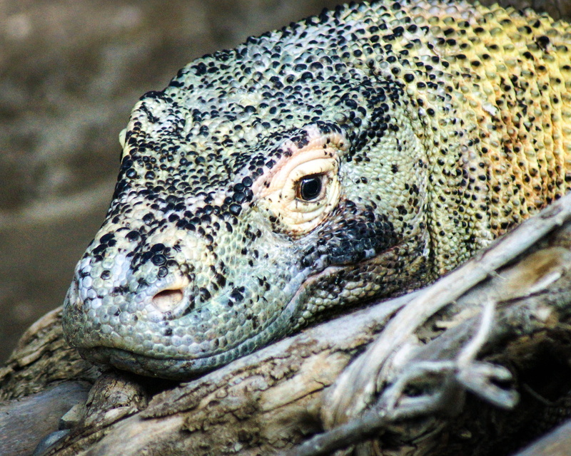 4K, one animal, animal wildlife, fish, portrait, looking, close-up, animals in the wild, wildlife, no people, animal themes, exotic, lizard, animal head
