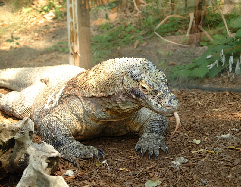 animal scale, komodo dragon, iguana, field, 1080P, outdoors, lizard, animal head, focus on foreground, close-up, animal wildlife, zoology, no people, reptile