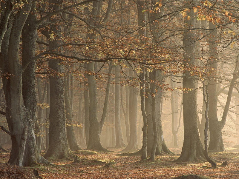 trees, brown, plant, tranquil scene, autumn collection, no people, scenics - nature, two, fog, tree trunk, trunk, change, day, black, woodland, outdoors