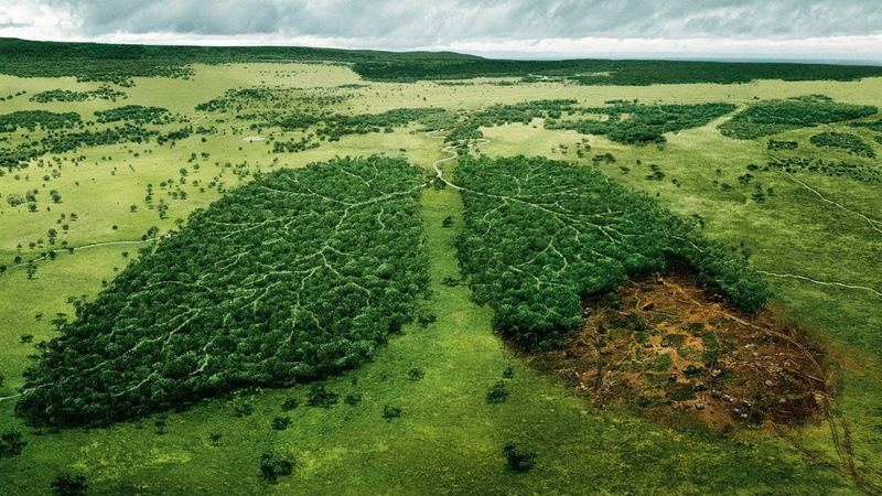 forest, lungs, creativity, 1080P