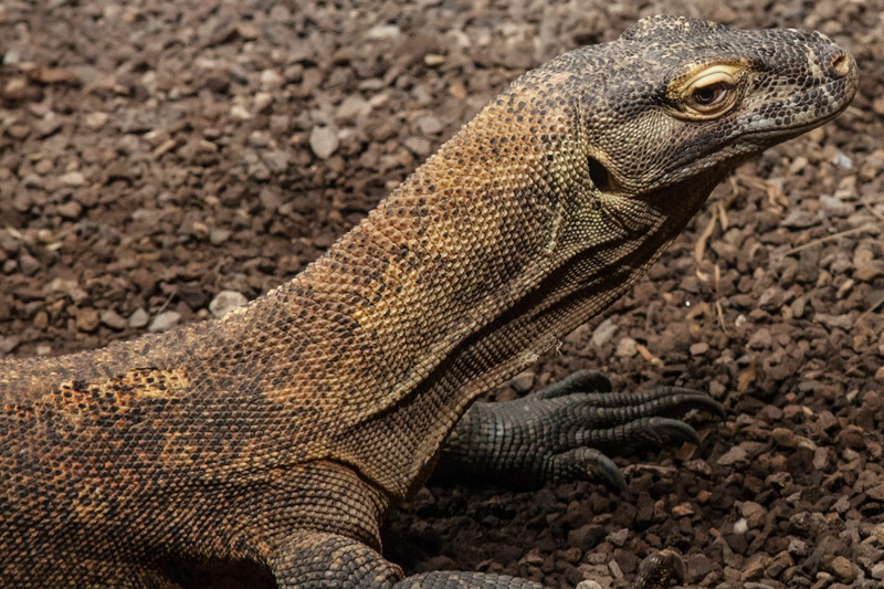 animals In The Wild, animal Scale, carnivore, wildlife, one animal, monitor Lizard, animal body part, komodo Island, day, close-up, side view, animal wildlife