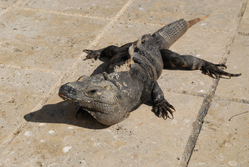land, heat, sand, dragon, sunny, high angle view, paradise, komodo, rest, reptile, cancun, outdoors, tropical, one animal, warm, tropics, mexico, animal