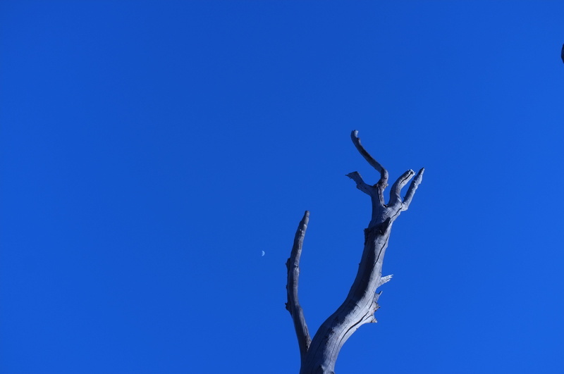 bare, moon, worm, bandung, beauty in nature, elk, minimal landscape, view, plant, 4K, deer, day, outdoors, indonesia, monochrome, trunk, no people, animal