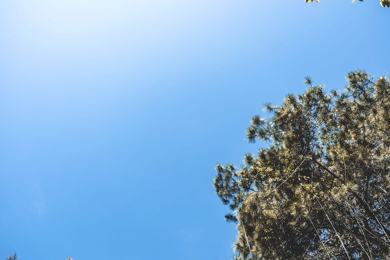 indonesia, tree, coniferous tree, bandung, sunny, nature, treetop, day, clear sky, forest, weather, winter, sunlight, outdoors, copy space, landscape, growth
