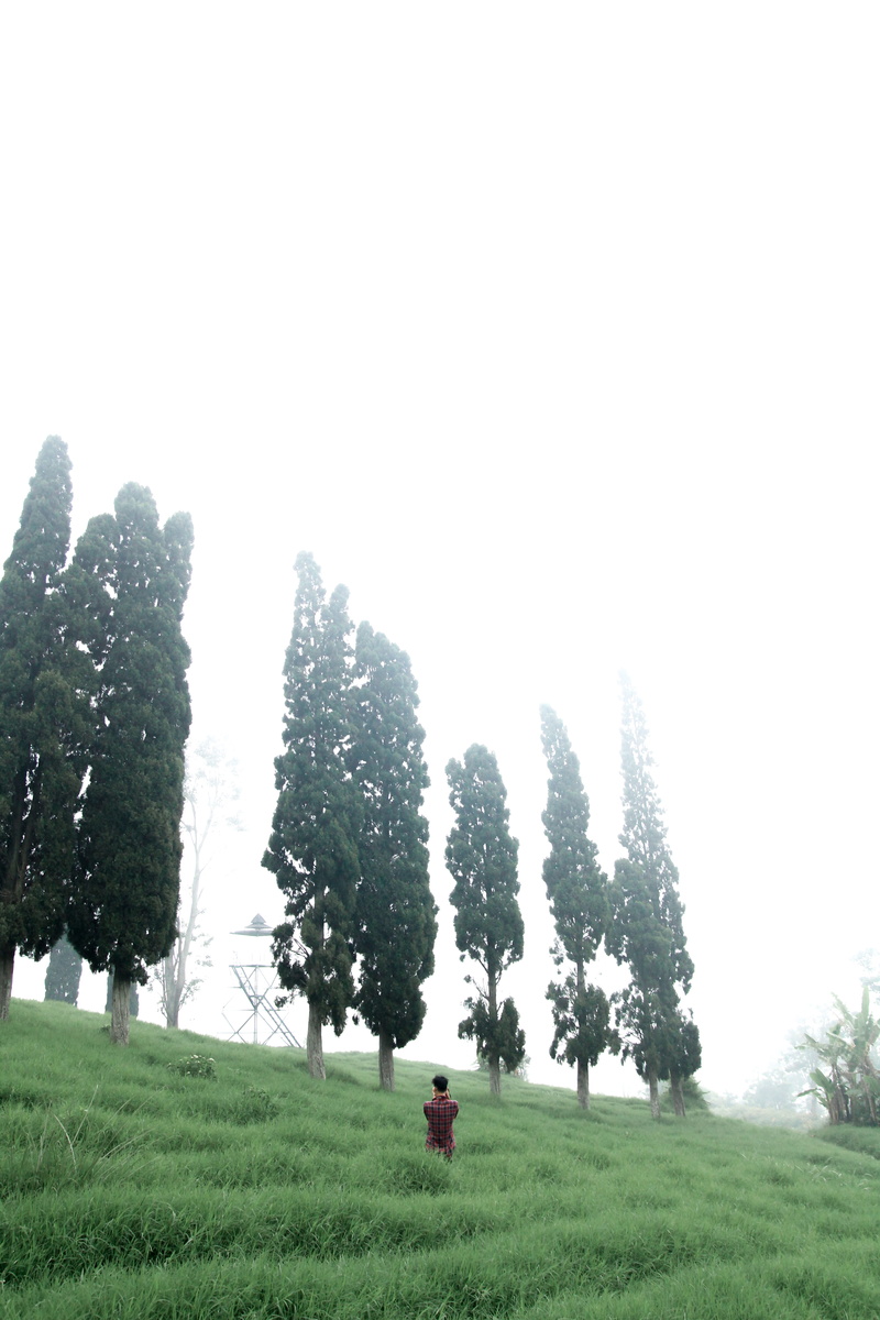nature, scenics - nature, 5K, landscape, no people, environment, plant, bandung, day, outdoors, light, clear sky, indonesia, beauty in nature, tree, land