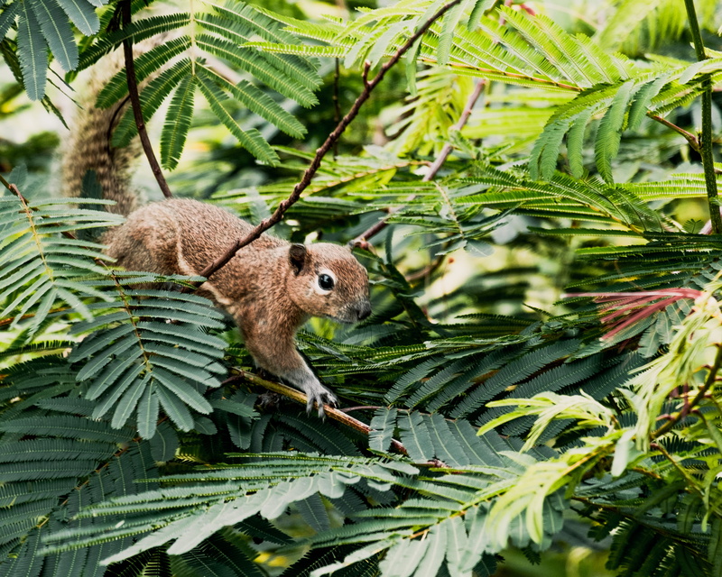 composition, outdoors, chipmunks, no people, one animal, animal wildlife, green, plant part, growth, indonesia, day, fujifilm, animal, leaf, tree, branches
