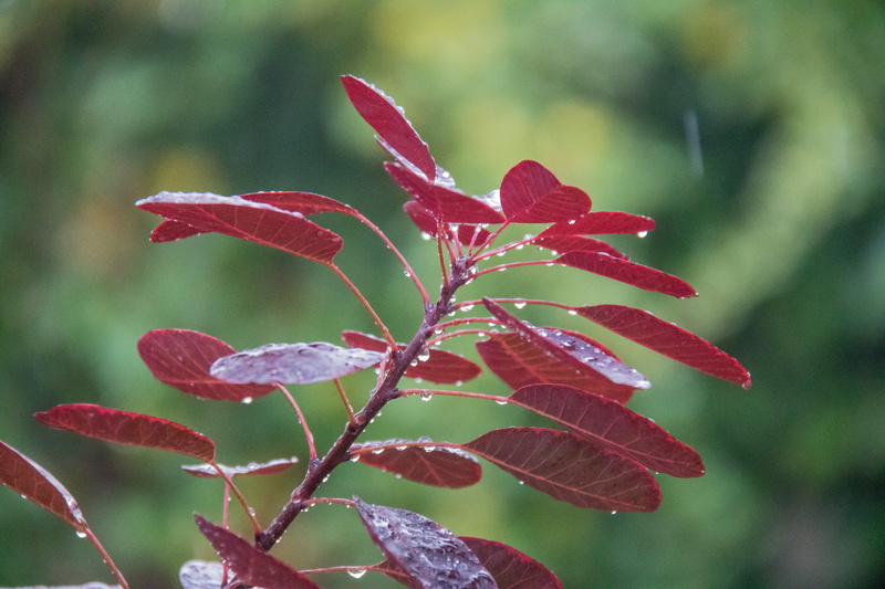 model, lens, photography, nature, canon eos, focus, state, canon, tree, season, s18, close-up, 760d, selective focus, branch, red, camera, city, höst, regn