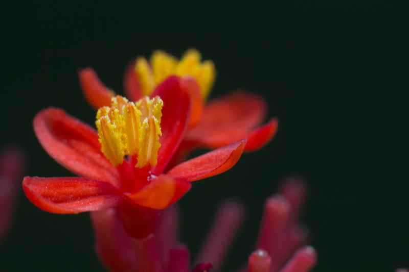 Flower, closeup, photography, nature, canon, flower Head, red, QA, pink Color, porch, closeup photography, plant, close-up, osan, 5K, yellow, beauty In Nature