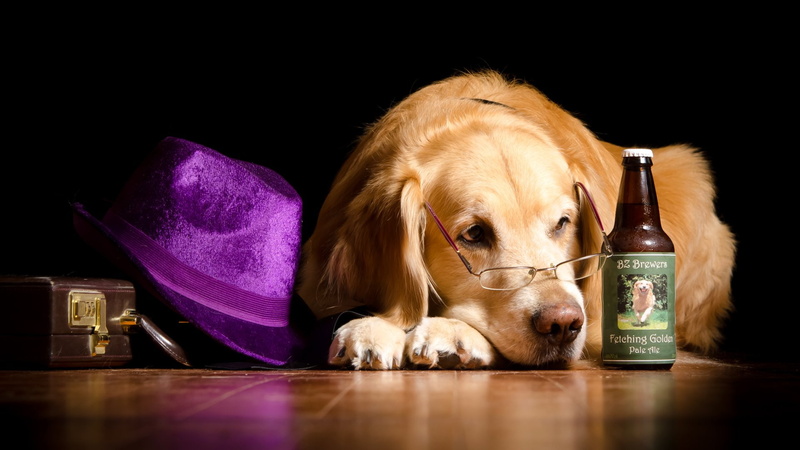 Dogs, Hat, Golden Retriever, Glasses, Bottle, Dog, 1080P
