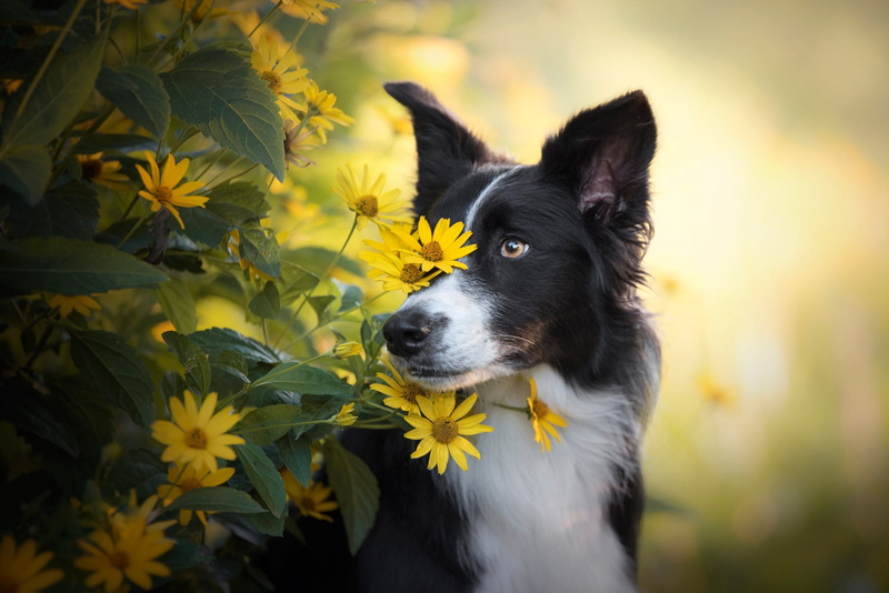 portrait, dog, look, yellow, black, the border collie, flowers, yellow background, face, leaves, garden, eyes, nature, 1080P