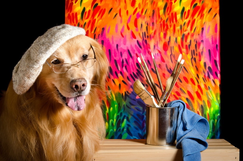Golden Retriever, Hat, Dogs, Dog, Pet, Glasses, 1080P