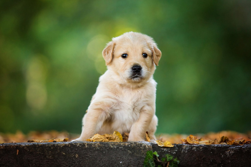 sitting, foliage, Retriever, baby, bokeh, Golden Retriever, puppy, look, face, leaves, autumn, 1080P, dog, pose, stones, white, green, Labrador, background
