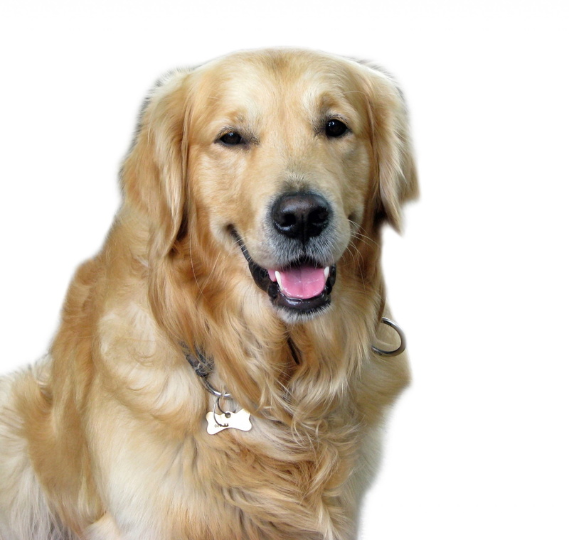 face, adult, domestic Animals, mammal, white Background, golden Retriever, 1080P, mouth open, pet, retriever, cut out, brown, purebred Dog, light, one animal