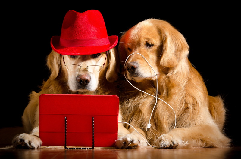 canine, indoors, celebration, vertebrate, red, small, domestic, domestic animals, pets, black background, hat, purebred dog, clothing, Retriever, golden retriever