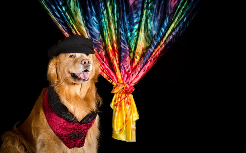 funny, one animal, portrait, black background, studio shot, looking at camera, colorful, :-), celebration, dog, black, indoors, purebred dog, people, 720P