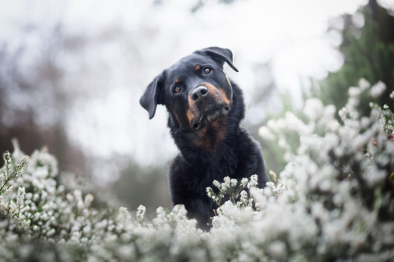 nature, spring, background, Rottweiler, Park, bokeh, black, summer, pose, white, light, blurred, portrait, glade, flowers, look, light background, 1080P