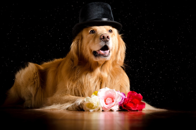 dogs, glance, hair, flower, Retriever, flowering plant, clothing, hat, one animal, black background, canine, background, rose, black, mammal, roses, animal themes