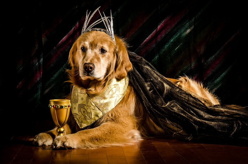 background, Retriever, glass, Golden, outfit, lies, 2K, paws, face, on the floor