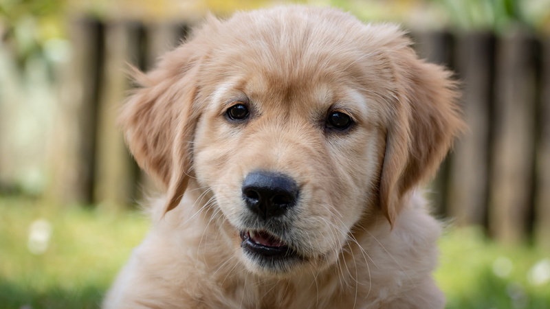 the expression, baby, puppy, 4K, dog, Golden, bokeh, the fence, Retriever, face, look, blurred, background, Labrador
