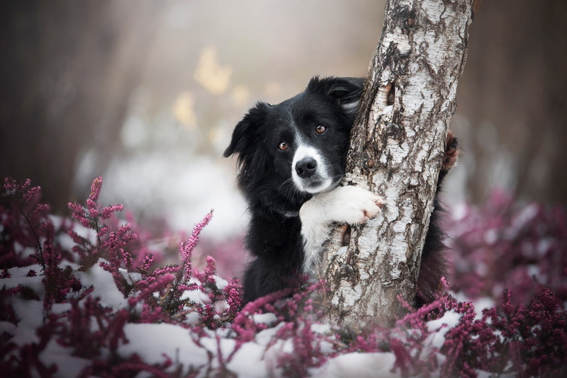 1080P, dog, look, background, lilac, snow, hugs, paws, portrait, glade, black, tree, trunk, winter, pose, Heather, forest, face, birch, black and white